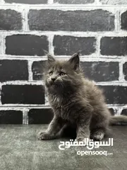  11 Pure Mainecoon/المين كون العملاق