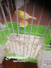  2 كناري أنثى جاهزة مع قفص ب 25 دينار مشاء الله صحة و نظافة موجودة بشفا بدران مع ذكر شهر و يجهز ب 10