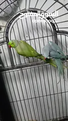  1 جوز دره طيرة زرقه متكلمه وموالفه وفحلها أخضر بداية كلام  او للبدل