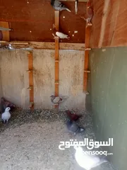  8 حمام كش وزق للبيع او للبدل على عصفير