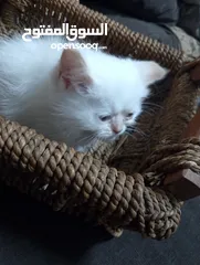 26 قطط للبيع السعار مشكله