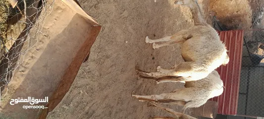  11 قعدان لحم للبيع عدد [3]
