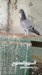  5 فراخ شغل كرش بولنديات برابسه