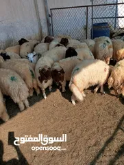  14 ذبيح للبيع طيبه سمان عزيمه ثلاجه خرفان طيبة هرفي جذع وتساب اتصال لتوصيل جميع مناطق قطر سوري بلدي