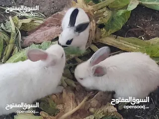  18 ارانب فرنسيه اعمار مختلفه عمرشهر 3دنانير