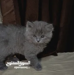  3 قطط سكوتش فولد