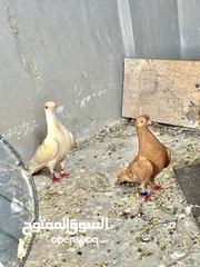  4 جواز حمام الماني كلها شغاله