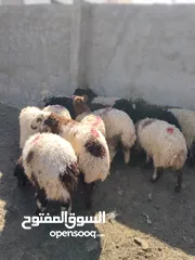  1 16 عبور زابطات لحم وزابطات مقنوا مطلوب 140
