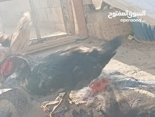  1 طيور للبيع بغرض نقل مكان السكن