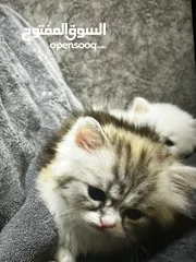 1 شيرازي العمر شهرين