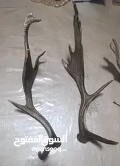  2 قرون غزلان