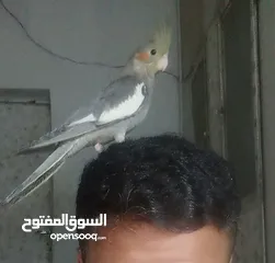  6 ببغاء كوكتيل