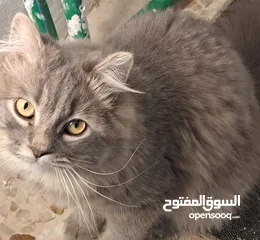  2 فحل هملايا ملقح سعره 75