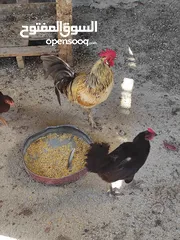 2 ديك وجاجة بياض