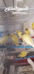  1 افراخ ومخاليف كناري للبيع