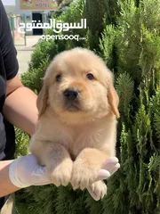  8 جولدن ريتريفر Golden retriever