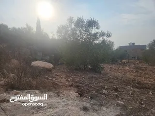  3 حصة 700 متر بالمسقوفة