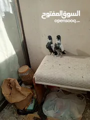  12 جوز مزهورات سود