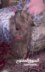  4 Puppy for sale price is negotiable