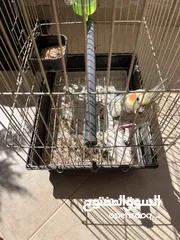  2 حبة كوكتيل
