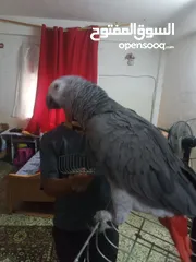  1 بغبغاء كاسكو