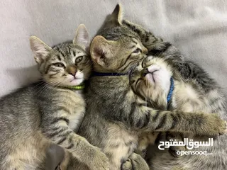  1 قطط صغيرة / kittens قطط منزلية