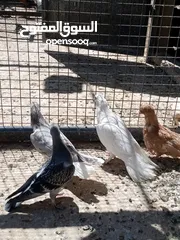  3 فراخ حمام البيع