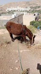  2 سوق المفتوح
