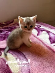  3 ماشاء الله تبارك الله كتنز سكوتش ستريت للبيع،،،،،،،،،،،،،،،،،..................