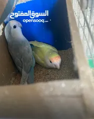  13 جواز روز وفشر عدد 10