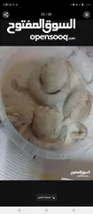  20 كرشات وفوارغ على كيفك كيفك