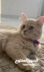  2 قطه شيرازية للبيع persian cat for sale