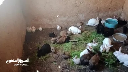 8 ارانب للبيع