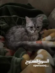  2 قط سكوتش فولد ستريت