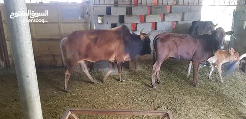  4 أبقار عمانيه للبيع