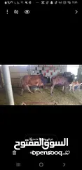  3 أبقار عمانيه للبيع