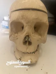  1 جمجمة بلاستيك