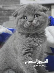  2 سكوتش فولد 45 يوم /45days  Scottish fold