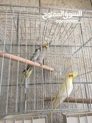  1 ببغاء كوكتيل اليف