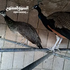  1 ذكر طاوؤس للبيع