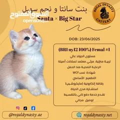  7 High-level British Shorthair kittens with pedigree