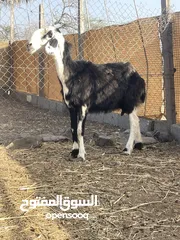  1 للبيع جاعده نجديه اصل  بيوور