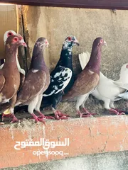  3 حمام بغدادي وبناديق مع فراخ وبيض للبدل ع فراخ جاج