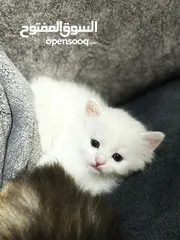  2 شيرازي العمر شهرين