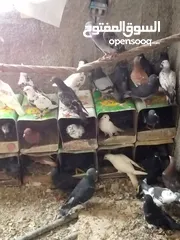  1 حمام بلدي شغال