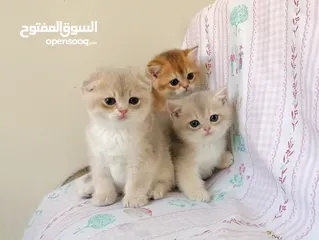  9 سكوتش فولد وسكوتش ستريت جولدن للبيع