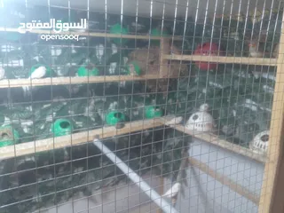  3 عصافير جنه 20 جوزه مكينة إنتاج مشالله  جوزين حب منتج