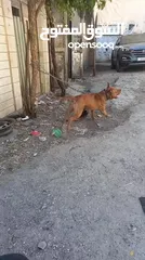  5 بيتبول حارس شخصي