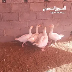  2 للبيع وز وبط وديك رومي