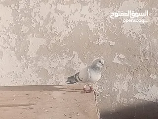  30 حمام للبيع